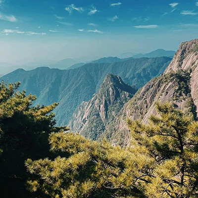 Huangshan’s Ancient Tea Culture