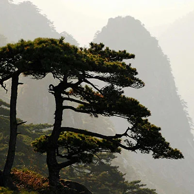 Huangshan Weather Myths Debunked
